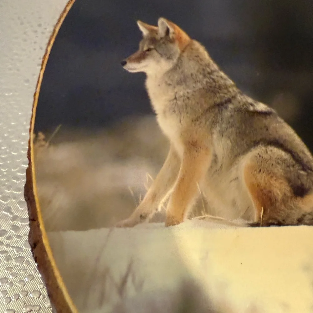 Rustic Wolf Wall Art on Wood Slice